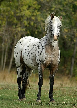 Лошадь аппалуза