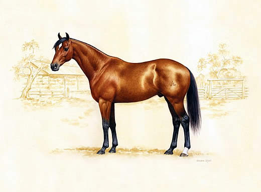 австралийская лошадь — australian stock horse