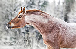 Латвийская упряжная лошадь