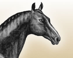 Украинская верховая лошадь