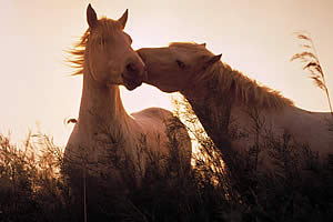 Обнюхивание лошадьми — социальное действие