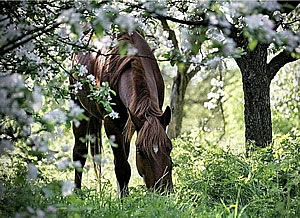 Расслабление лошади после работы в лесной зоне