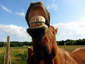 Зубы лошади