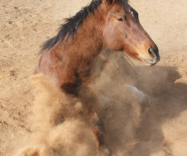 лошадь в пыли