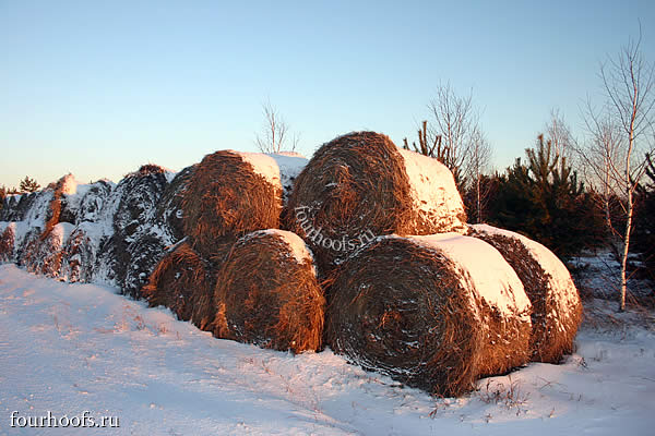Тюки сена зимой, под снегом