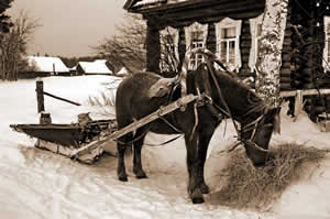 Лошадь с санями зимой. Старинное фото