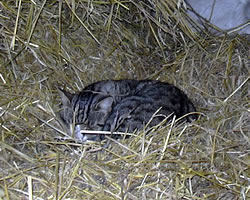 Кот в конюшне — защита сена от мышей