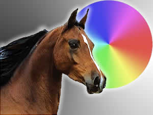 Цветоопределение у лошадей
