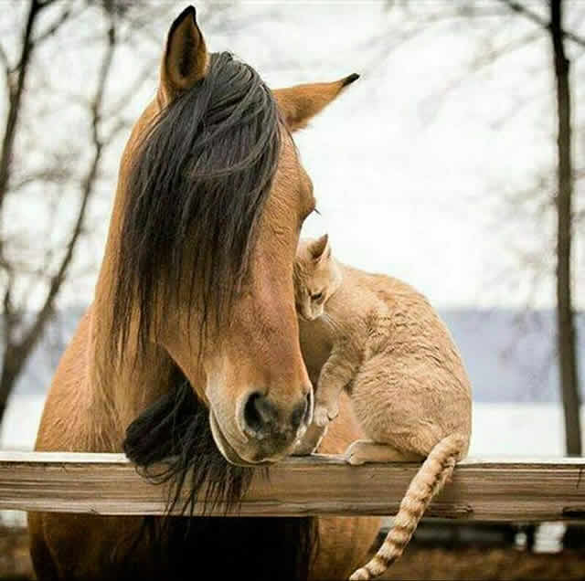 Лошадь и кошка