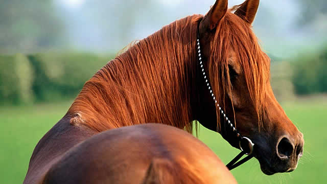 лошадь с изогнутой шеей